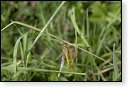 libellen libel insect insecten juffers juffer odonata anisoptera zygoptera waterjuffers fauna waterjuffer larve